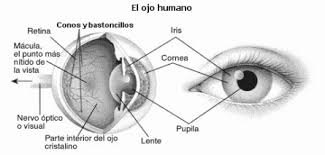 Como es el ojo
